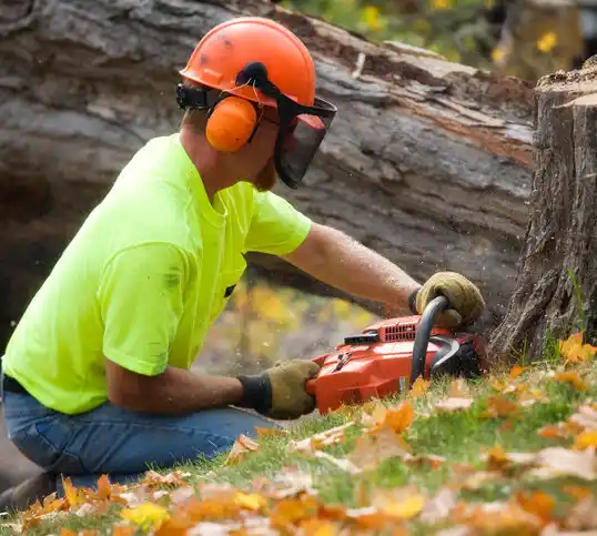 tree services Ledbetter